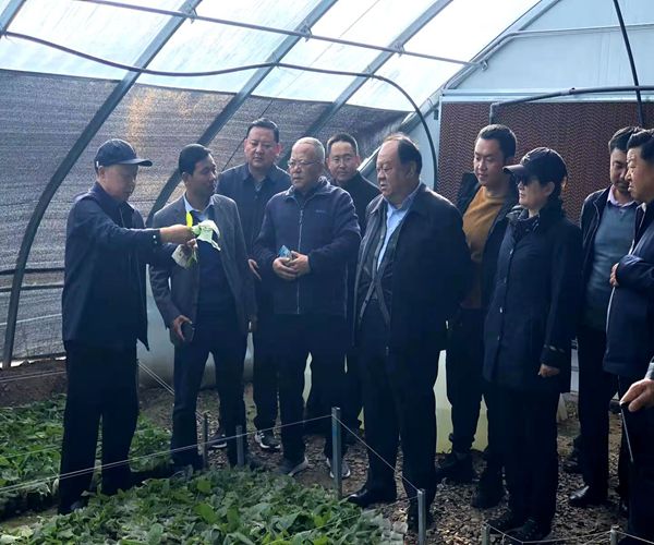 中国西部开发促进会前往东乡族自治县考察蛋白菊实验种植项目3.jpg