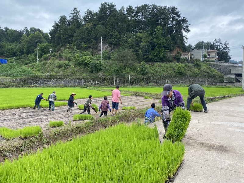在育秧田里，农民们将长势喜人的秧苗移出并整理。