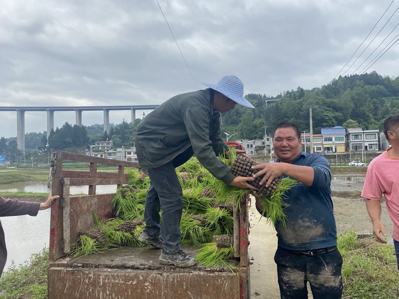 农民正在搬移秧盘。