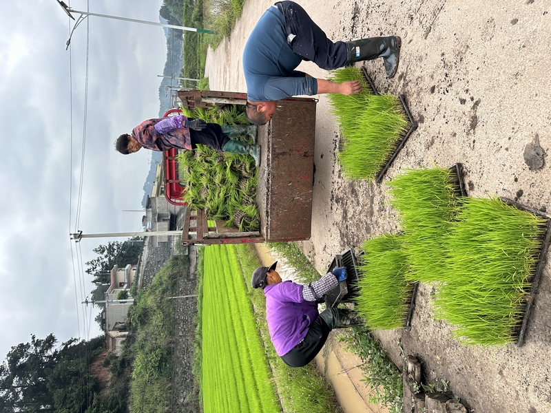 农民正在搬移秧盘。