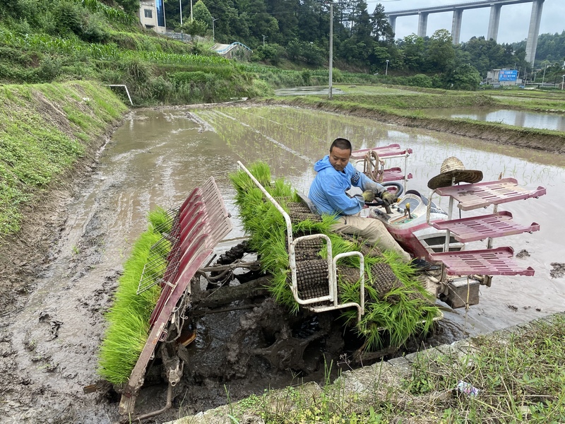 插秧机将一株株嫩绿的秧苗精准、整齐地“摁”进泥土里。
