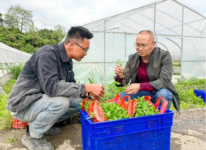 吴传明在田间做技术指导。