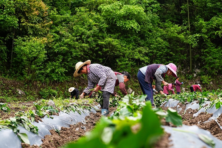 思南县经开区红薯产业园。
