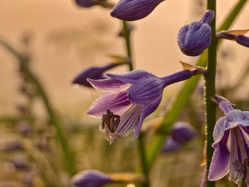 贵州玉簪花风景带。