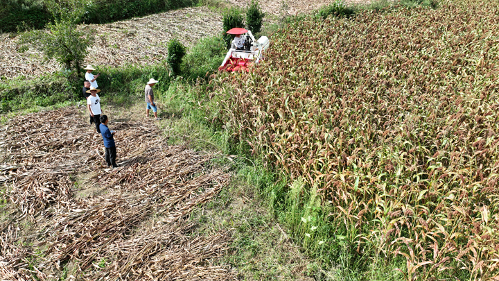 高粱采收现场。