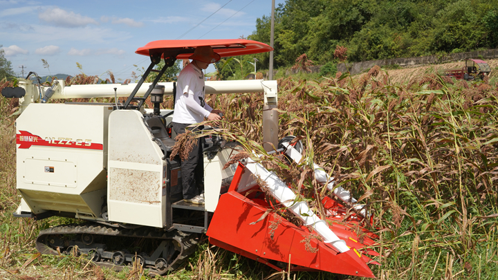新型高粱收割机正开足马力采收高粱。