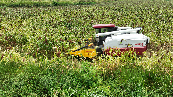 新型高粱收割机正开足马力采收高粱。