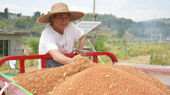 村民正在将采收好的高粱运回家。