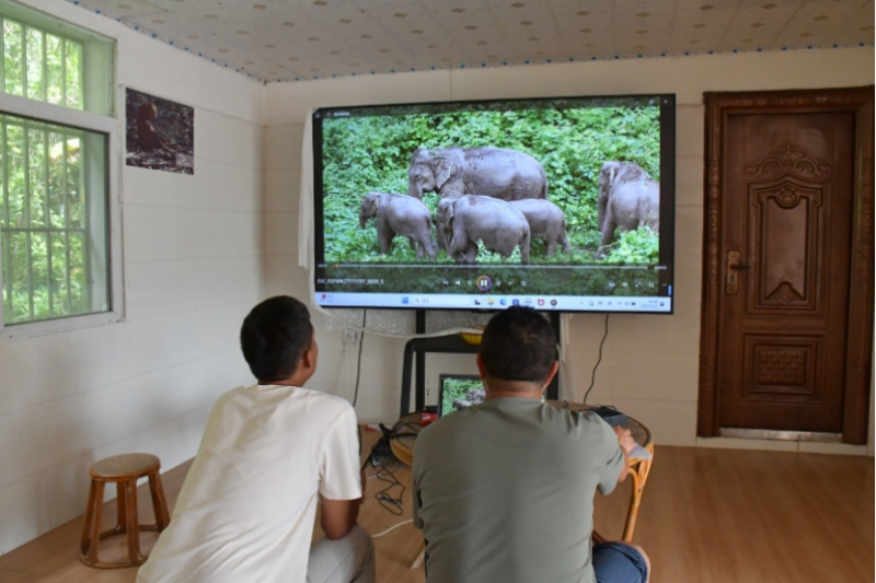 亚洲象监测预警。图源：云新闻