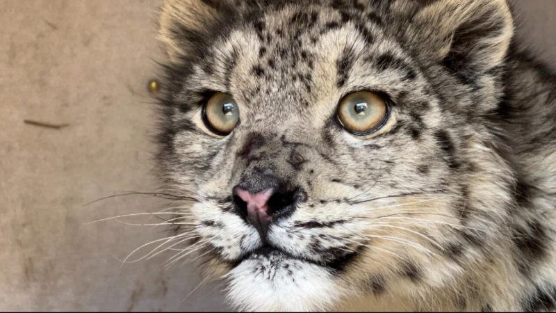 救助之初的“凌小芒”。青海野生动物救护繁育中心供图