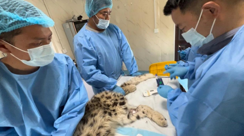 为“凌小芒”治疗。青海野生动物救护繁育中心供图