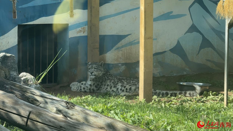 “凌小芒”在活动场内。人民网 况玉摄