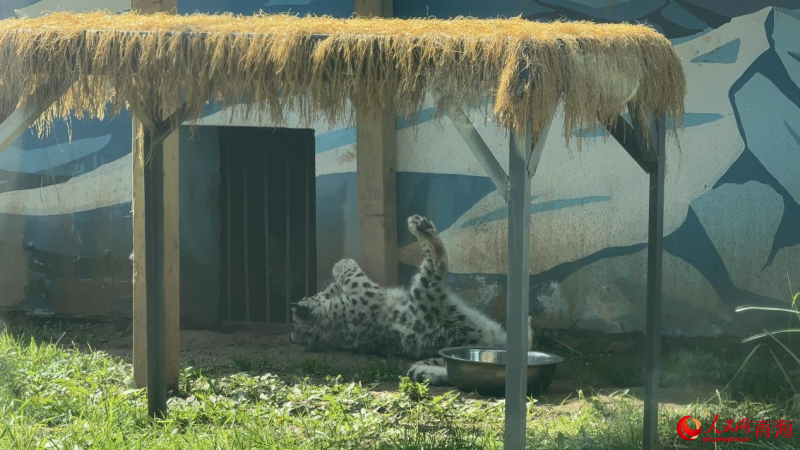 “蛰么芒”兄弟同框。人民网 况玉摄