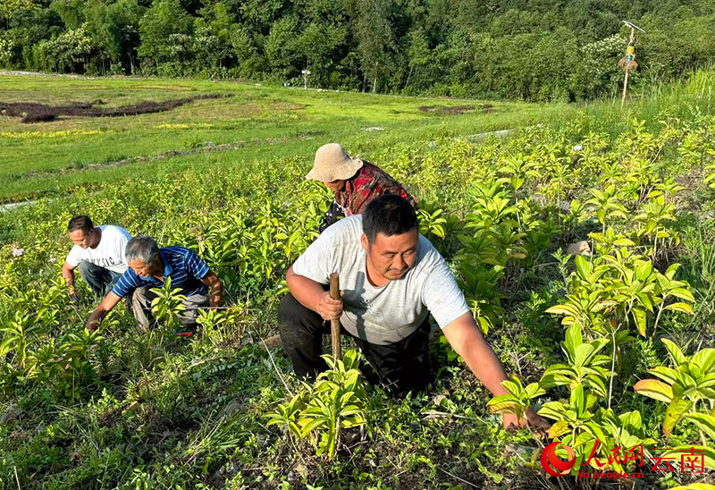 村民在蝴蝶苗寨除草做工。人民网-雷霁摄